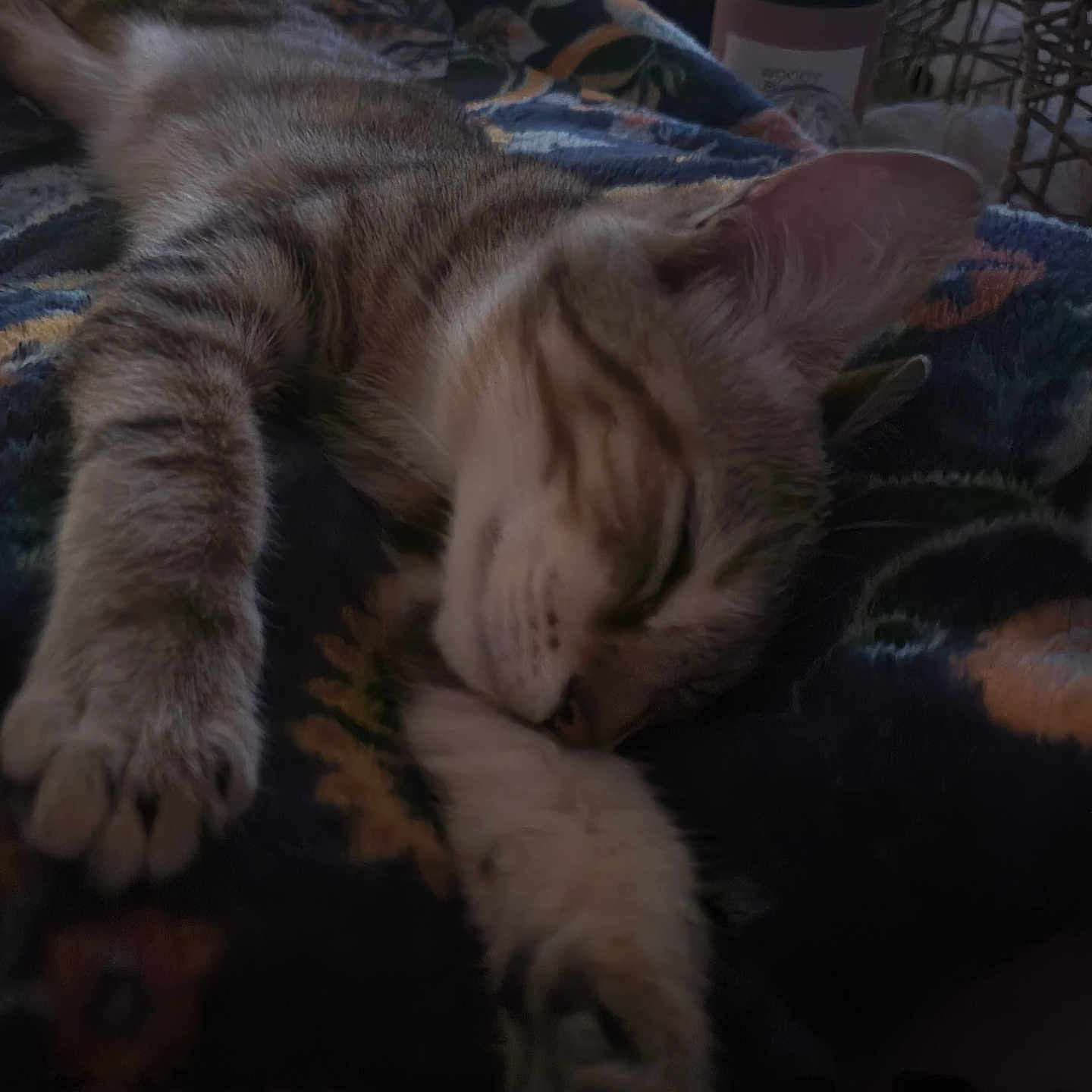 Azur participe au concours pour gagner de l'argent avec cette photo : animal, blanket, cat, closeup, comfort, cozy, feline, fur, home, indoor, pattern, paw, pet, quiet, relaxation, resting, sleeping, soft, tabby, warm_light
