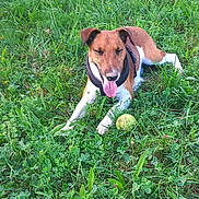 Vianey participe au concours pour gagner de l'argent avec cette photo : animal, canine, collar, daytime, dog, ears, field, fur, grass, greenery, happy, muzzle, nature, outdoor, pet, playful, relaxed, summer, tennis_ball, tongue_out