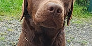 Patapouf participe au concours pour gagner de l'argent avec cette photo : animal, brown_fur, canine, chocolate_labrador, close_up, collar, curious, dog, ears, eyes, grass, gravel, labrador, mammal, nature, outdoor, pet, portrait, sitting, snout