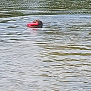 Patapouf participe au concours pour gagner de l'argent avec cette photo : active, animal, animal_portrait, canine, dog, fetch, fun, lake, nature, outdoor, pet, playful, red_toy, ripples, summer, swimming, toy, water, water_sport, water_surface