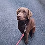 Patapouf a rejoint le concours — aidez-le/la à gagner de superbes lots ! adorable, animal, asphalt, brown_dog, canine, chocolate_labrador, companion, cute, dog, friendly, labrador, leash, looking_up, outdoor, pet, raindrops, sitting, waiting, wet_surface, young_dog