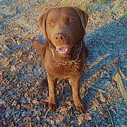 Patapouf a rejoint le concours — aidez-le/la à gagner de superbes lots ! dog, labrador, chocolate, happy, sitting, outdoor, leaves, dirt, sunlight, shadow, animal, pet, canine, nature, smiling, brown, fur, collar, ground, playful
