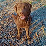 dog, labrador, chocolate, happy, sitting, outdoor, leaves, dirt, sunlight, shadow, animal, pet, canine, nature, smiling, brown, fur, collar, ground, playful