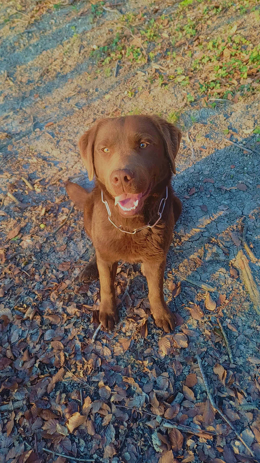 Patapouf a rejoint le concours — aidez-le/la à gagner de superbes lots ! dog, labrador, chocolate, happy, sitting, outdoor, leaves, dirt, sunlight, shadow, animal, pet, canine, nature, smiling, brown, fur, collar, ground, playful