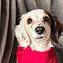 puppy, dog, pet, red_clothing, cute, portrait, animal, fluffy, ears, white_fur, brown_spots, indoors, blanket, soft_texture, closeup, sitting, young, adorable, looking_at_camera, cozy