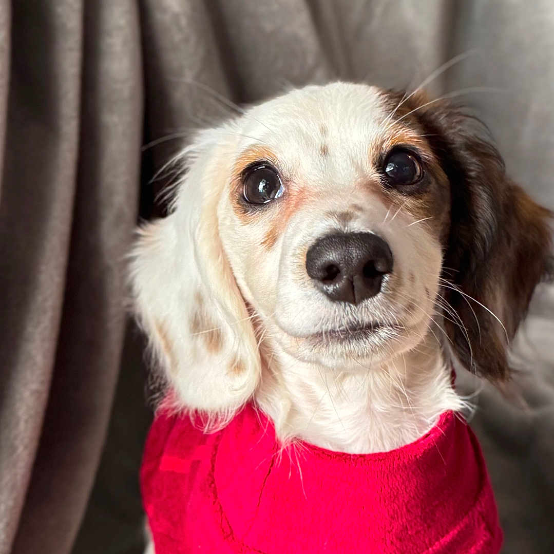 Maximillian Benito joined the competition — help win amazing prizes! adorable, animal, blanket, brown_spots, closeup, cozy, cute, dog, ears, fluffy, indoors, looking_at_camera, pet, portrait, puppy, red_clothing, sitting, soft_texture, white_fur, young