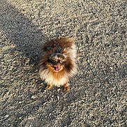 Saphir participe au concours pour gagner de l'argent avec cette photo : dog, small_dog, fluffy, happy, outdoor, gravel, sunlight, pet, animal, fur, standing, looking_up, tongue_out, cute, mammal, brown_fur, shadow, nature, playful, companion