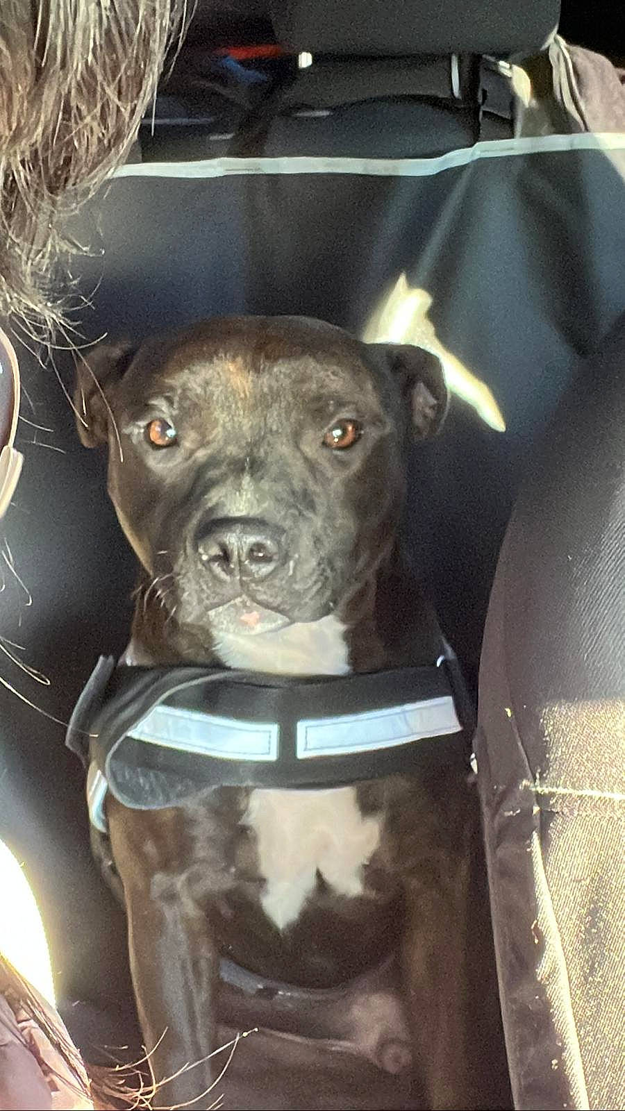 Saphir a rejoint le concours — aidez-le/la à gagner de superbes lots ! canidae, carnivore, collar, companion_dog, dog, dog_breed, dog_collar, fawn, fur, guard_dog, leash, liver, molosser, non_sporting_group, snout, sporting_group, toy_dog, whiskers, working_animal, working_dog