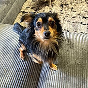 Berrus is registered to the contest to win money with this photo: dog, couch, indoor, pet, animal, fur, black_and_tan, brindle, carpet, texture, cute, small_dog, sitting, looking_up, living_room, domestic, companion, friendly, two_dogs, furniture