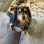 dog, couch, indoor, pet, animal, fur, black_and_tan, brindle, carpet, texture, cute, small_dog, sitting, looking_up, living_room, domestic, companion, friendly, two_dogs, furniture