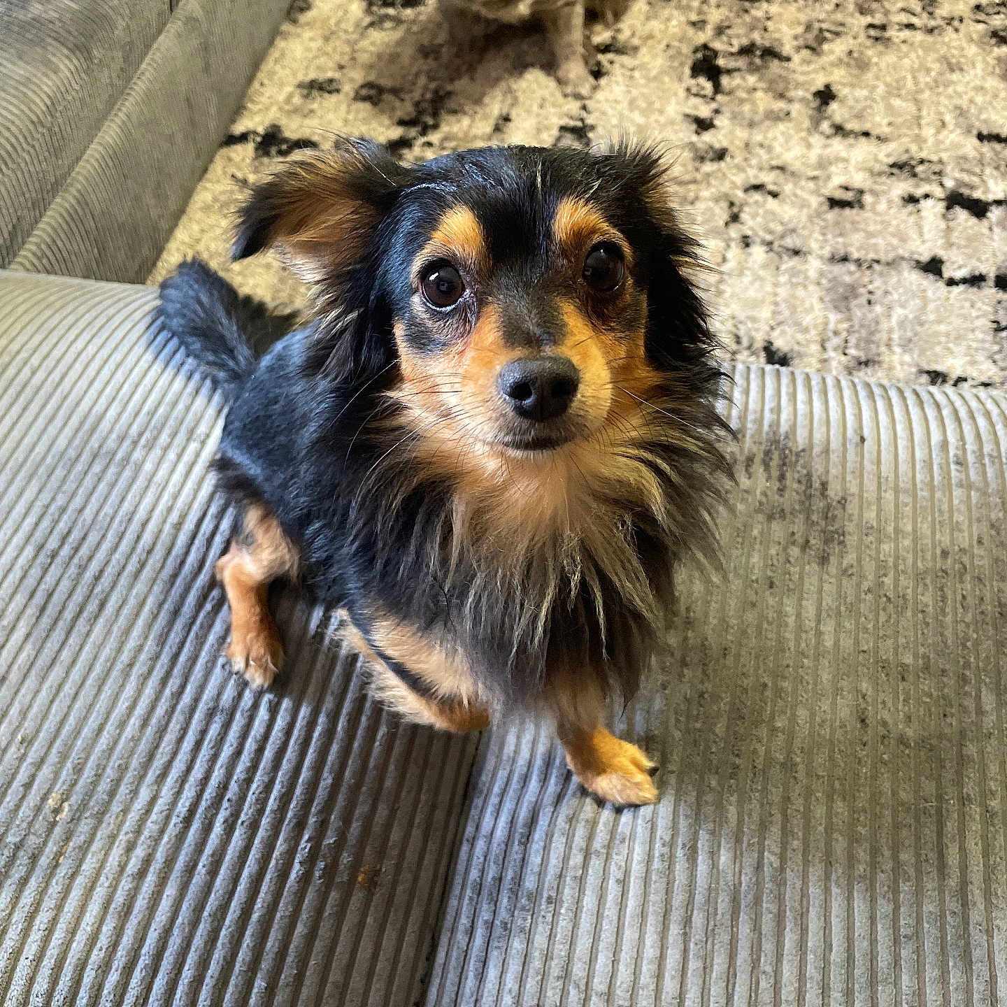 Berrus is registered to the contest to win money with this photo: animal, black_and_tan, brindle, carpet, companion, couch, cute, dog, domestic, friendly, fur, furniture, indoor, living_room, looking_up, pet, sitting, small_dog, texture, two_dogs