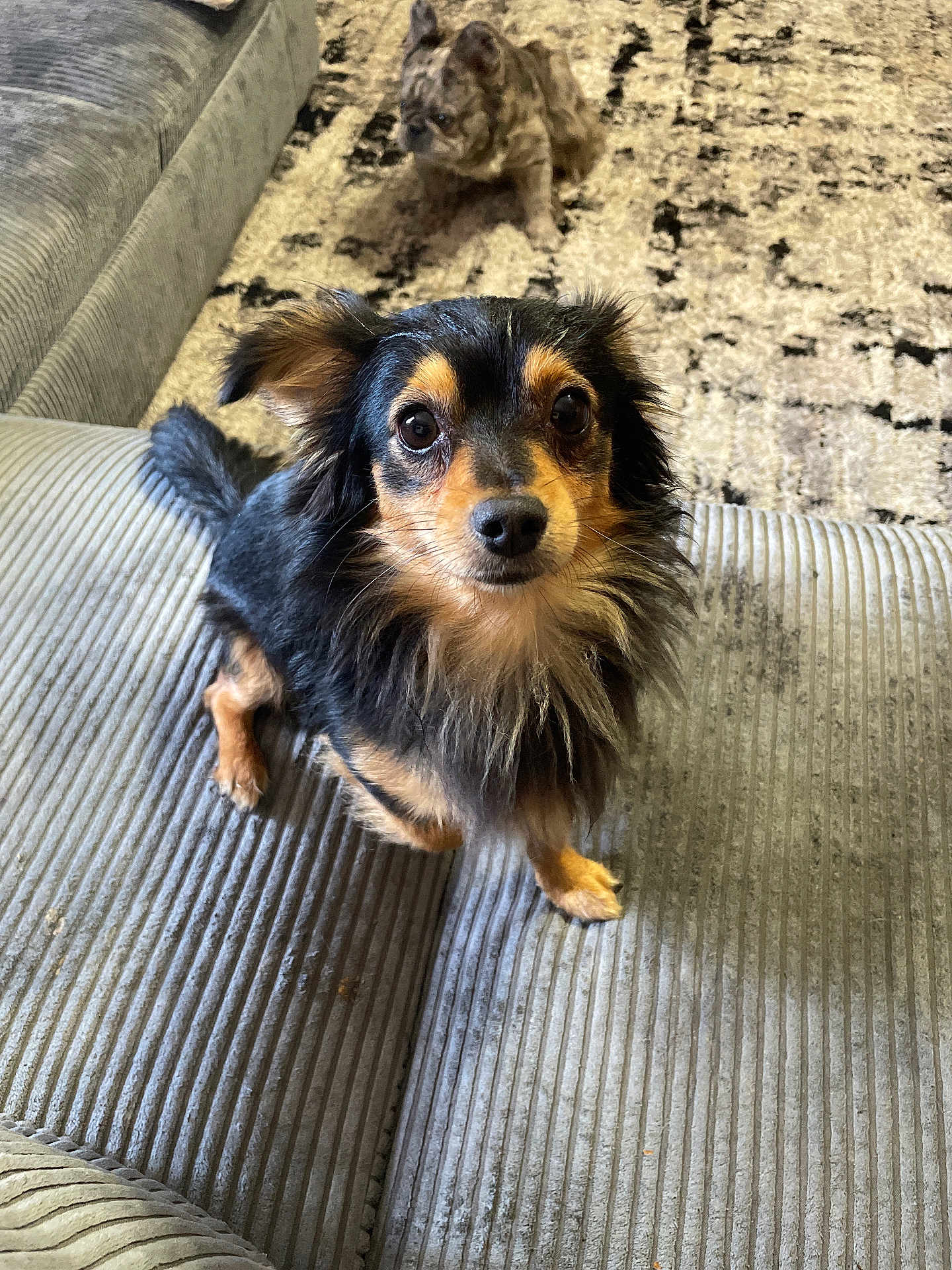 Berrus is registered to the contest to win money with this photo: dog, couch, indoor, pet, animal, fur, black_and_tan, brindle, carpet, texture, cute, small_dog, sitting, looking_up, living_room, domestic, companion, friendly, two_dogs, furniture