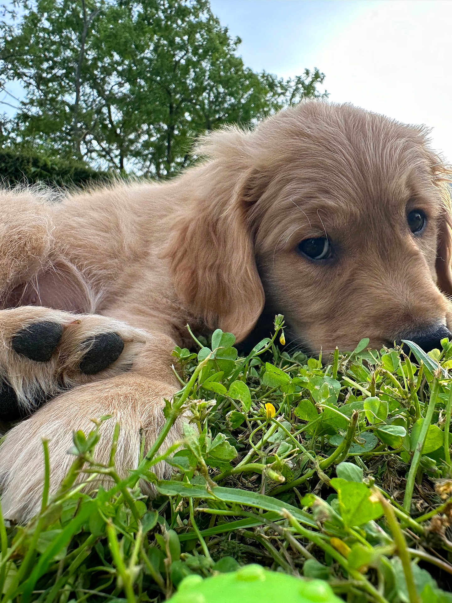 Volt a rejoint le concours — aidez-le/la à gagner de superbes lots ! puppy, dog, grass, paw, fur, nose, eye, close_up, outdoors, clover, leaf, resting, portrait, nature, tree, sky, adorable, pet, golden_retriever, meadow
