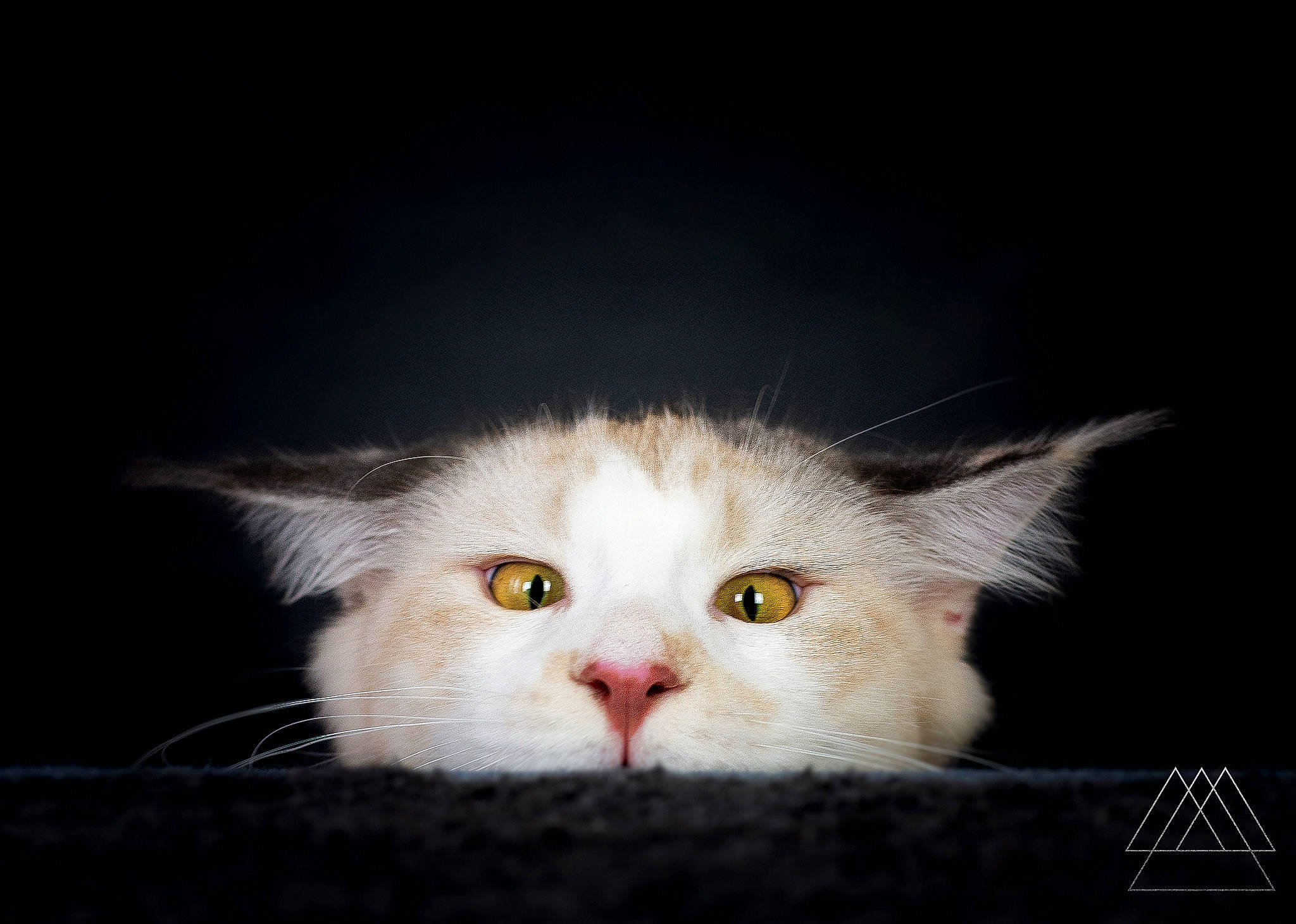 Rainbow a rejoint le concours — aidez-le/la à gagner de superbes lots ! art, carnivore, cat, claw, domestic_short_haired_cat, felidae, fur, paw, photo_caption, small_to_medium_sized_cats, snout, tail, whiskers