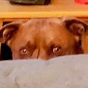 Chewee is registered to the contest to win money with this photo: dog, peeking, close_up, ears, eyes, brown, indoor, furniture, blurred, shy, mysterious, animal, pet, face, wood, hiding, curious, expression, background, soft