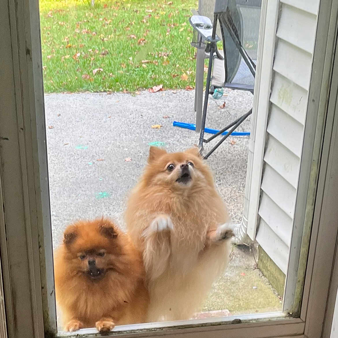 Honey Bee Fairy is registered to the contest to win money with this photo: animal, architecture, backyard, building, canine, chair, dog, furniture, grass, indoors, interiordesign, nature, outdoors, pet, plant, puppy, shelter, window, windowsill, yard