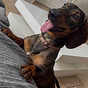 Milou joined the competition — help win amazing prizes! dog, dachshund, tongue_out, pet, indoor, floor, table, slippers, happy, brown, black, short_hair, collar, tile_floor, furniture, closeup, paw, canine, domestic_animal, cute