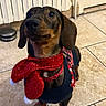 animal, black, brown, companion, cute, dachshund, dog, domestic_animal, festive, floor, holiday, indoor, looking_up, pet, puppy, radiator, scarf, small_dog, sweater, tile_floor