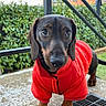 animal, canine, closeup, curious, dachshund, daylight, dog, ears, fur, greenery, metal_railings, nature, outdoor, paws, pet, portrait, red_jacket, small_dog, snout, standing