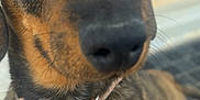 Milou a rejoint le concours — aidez-le/la à gagner de superbes lots ! animal, black, brown, canine, close_up, collar, companionship, curious, dog, domestic_animal, ears, friendly, fur, outdoor, pet, portrait, relaxed, resting, snout, tag