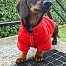 Milou a rejoint le concours — aidez-le/la à gagner de superbes lots ! animal, canine, close_up, curious_expression, dachshund, daylight, dog, fur, greenery, hedge, metal_railings, outdoor, paw, pet, portrait, red_jacket, short_legs, snout, standing, whiskers