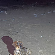 Milou a rejoint le concours — aidez-le/la à gagner de superbes lots ! animal, animal_portrait, beach, canine, city_lights, companion, dachshund, darkness, dog, leash, night, nighttime, outdoor, pet, reflection, sand, shadow, shore, small_dog, water