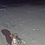 animal, animal_portrait, beach, canine, city_lights, companion, dachshund, darkness, dog, leash, night, nighttime, outdoor, pet, reflection, sand, shadow, shore, small_dog, water