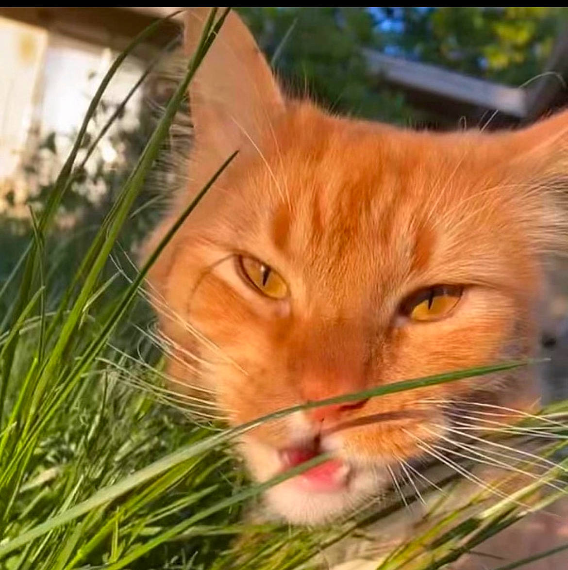 Franky joined the competition — help win amazing prizes! carnivore, cat, close_up, conifer, domestic_short_haired_cat, fawn, felidae, fur, grass, head, iris, plant, small_to_medium_sized_cats, snout, tail, terrestrial_animal, tree, whiskers, wildlife, wood