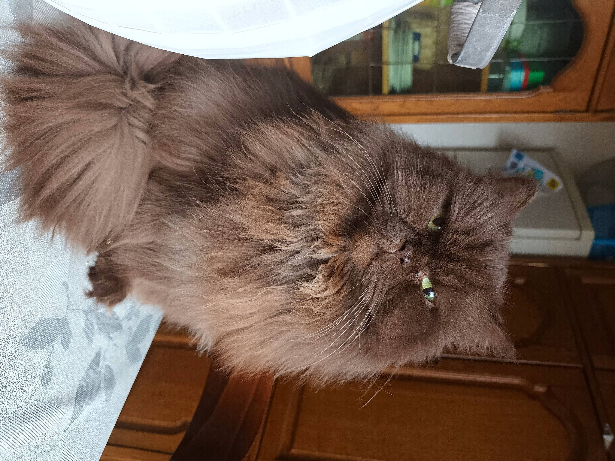 Nalaa participe au concours pour gagner de l'argent avec cette photo : box, carnivore, cat, claw, comfort, domestic_short_haired_cat, fawn, felidae, flooring, fur, hardwood, paw, small_to_medium_sized_cats, snout, tail, terrestrial_animal, whiskers, wood