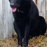 Motto joined the competition — help win amazing prizes! animal, background, black_dog, blurred, calm, canine, daylight, dog, domestic_animal, fallen_leaves, fence, grass, mammal, nature, outdoor, pet, sitting, tongue_out, wooden_fence, yard