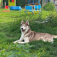 Viky participe au concours pour gagner de l'argent avec cette photo : backyard, chair, children, cloudy_sky, dog, fence, grass, greenery, house, outdoor, pet, plants, play_equipment, playground, relaxed, siberian_husky, slide, smiling_dog, summer, trampoline