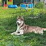 backyard, chair, children, cloudy_sky, dog, fence, grass, greenery, house, outdoor, pet, plants, play_equipment, playground, relaxed, siberian_husky, slide, smiling_dog, summer, trampoline