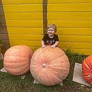 Reign joined the competition — help win amazing prizes! child, toddler, pumpkin, large_pumpkin, yellow_wall, grass, outdoor, smile, curly_hair, autumn, fall, festival, nature, person, plant, wooden_wall, orange, happy, cute, seasonal