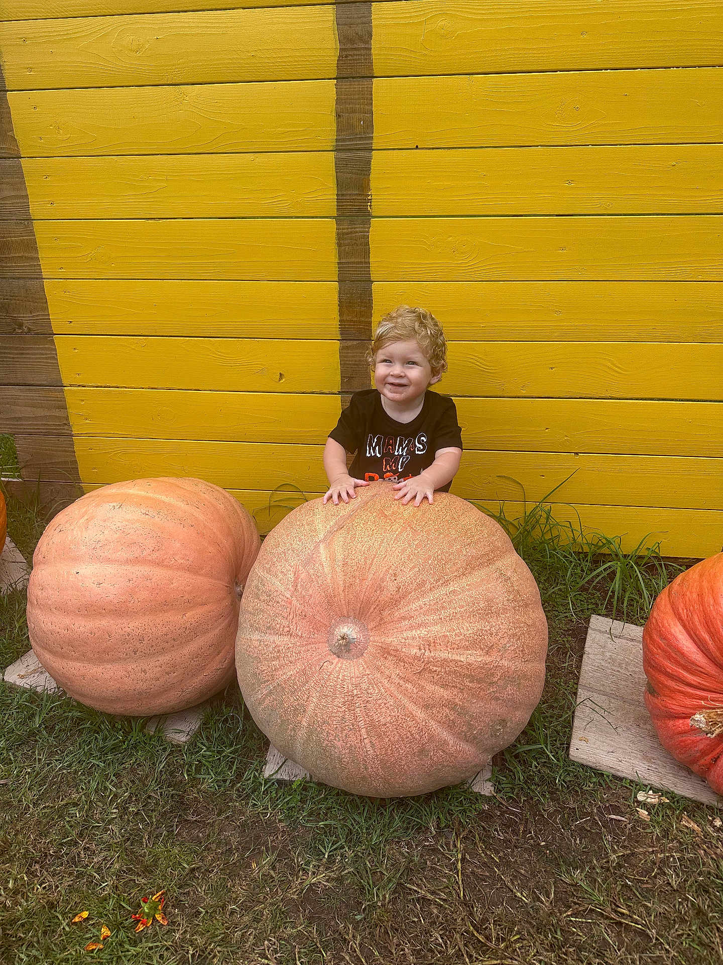 Reign joined the competition — help win amazing prizes! child, toddler, pumpkin, large_pumpkin, yellow_wall, grass, outdoor, smile, curly_hair, autumn, fall, festival, nature, person, plant, wooden_wall, orange, happy, cute, seasonal