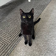 Starla joined the competition — help win amazing prizes! alert, animal, black_cat, carpet, cat, curious, cute, domestic_animal, ears, eyes, feline, floor, home, indoor, looking_up, pet, sitting, tail, texture, whiskers