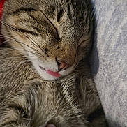 Loki is registered to the contest to win money with this photo: adorable, animal, cat, close_up, cozy, cute, domestic_cat, ear, face, feline, fur, nose, pet, relaxation, resting, sleeping, soft, tabby, tongue_out, whiskers