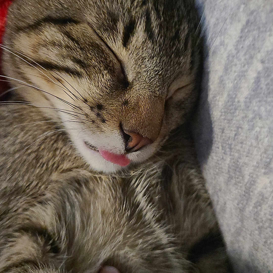 Loki is registered to the contest to win money with this photo: adorable, animal, cat, close_up, cozy, cute, domestic_cat, ear, face, feline, fur, nose, pet, relaxation, resting, sleeping, soft, tabby, tongue_out, whiskers