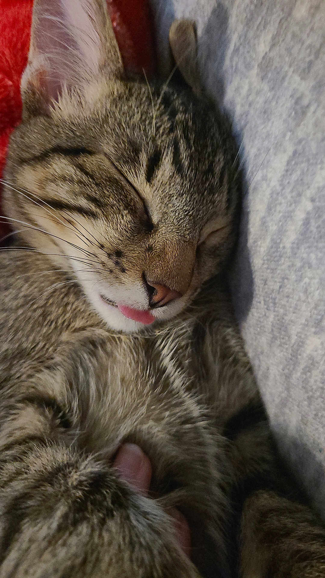 Loki