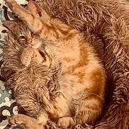 Charlie joined the competition — help win amazing prizes! cat, kitten, orange_tabby, fluffy_bed, cozy, indoor, pet, sleeping, relaxed, paw, stretching, fur, cute, animal, resting, home, soft, comfort, patterned_floor, feline