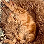 cat, kitten, orange_tabby, fluffy_bed, cozy, indoor, pet, sleeping, relaxed, paw, stretching, fur, cute, animal, resting, home, soft, comfort, patterned_floor, feline