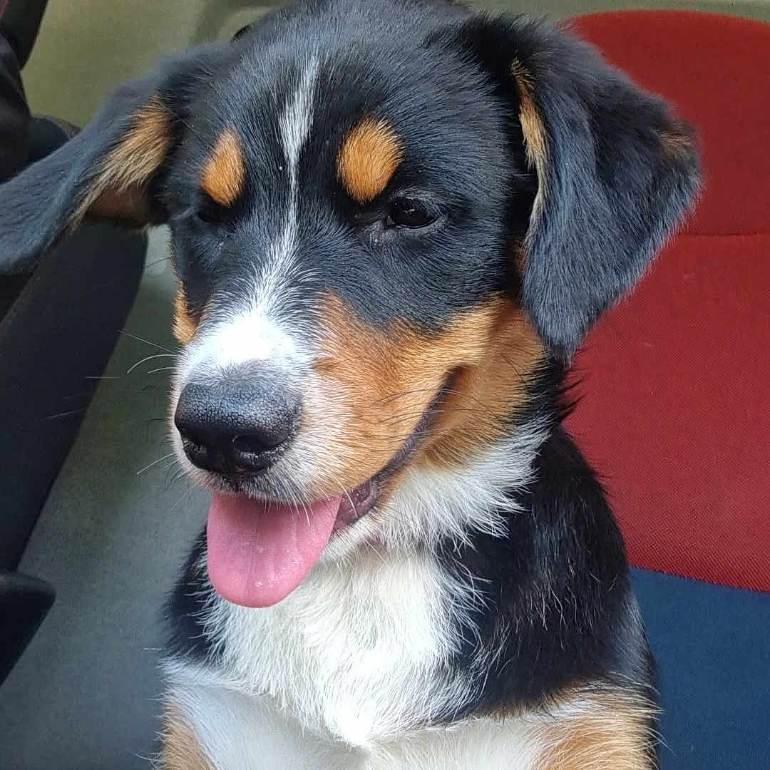Aïka a rejoint le concours — aidez-le/la à gagner de superbes lots ! adorable, animal, black, brown, car_seat, closeup, companion, cute, dog, ears, friendly, fur, happy, indoors, pet, puppy, sitting, tongue_out, tricolor, white