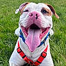 dog, happy, smiling, tongue_out, grass, tennis_ball, outdoor, pet, canine, red_harness, playing, park, nature, animal, cute, friendly, lying_down, daylight, greenery, fun
