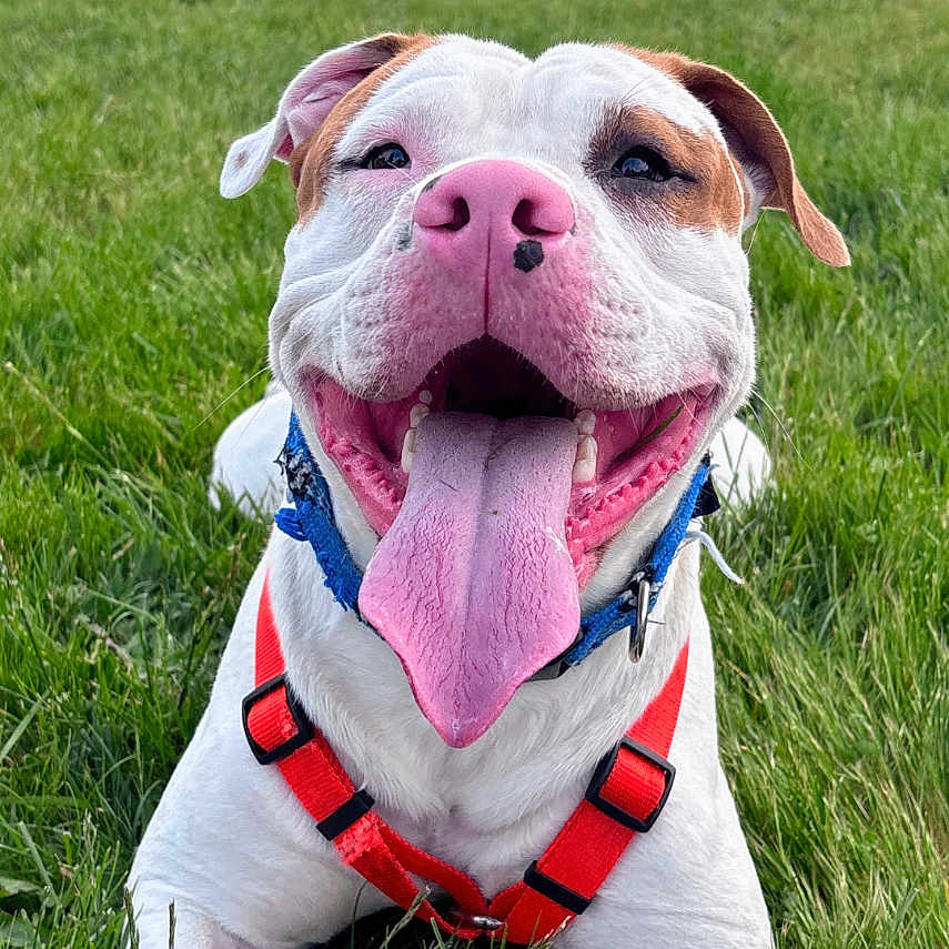 Pup