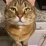 Koda joined the competition — help win amazing prizes! animal, cabinet, cat, close_up, countertop, curious, domestic_cat, ears, feline, fur, green_eyes, indoor, kitchen, looking_up, pet, pink_nose, standing, tabby, toaster, whiskers