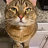 animal, cabinet, cat, close_up, countertop, curious, domestic_cat, ears, feline, fur, green_eyes, indoor, kitchen, looking_up, pet, pink_nose, standing, tabby, toaster, whiskers