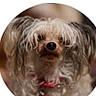 adorable, animal, blurred_background, circular_frame, close_up, collar, cute, dog, domestic_animal, face, fluffy_fur, furry, fuzzy, indoor, long_ears, looking_at_camera, mammal, pet, portrait, small_dog