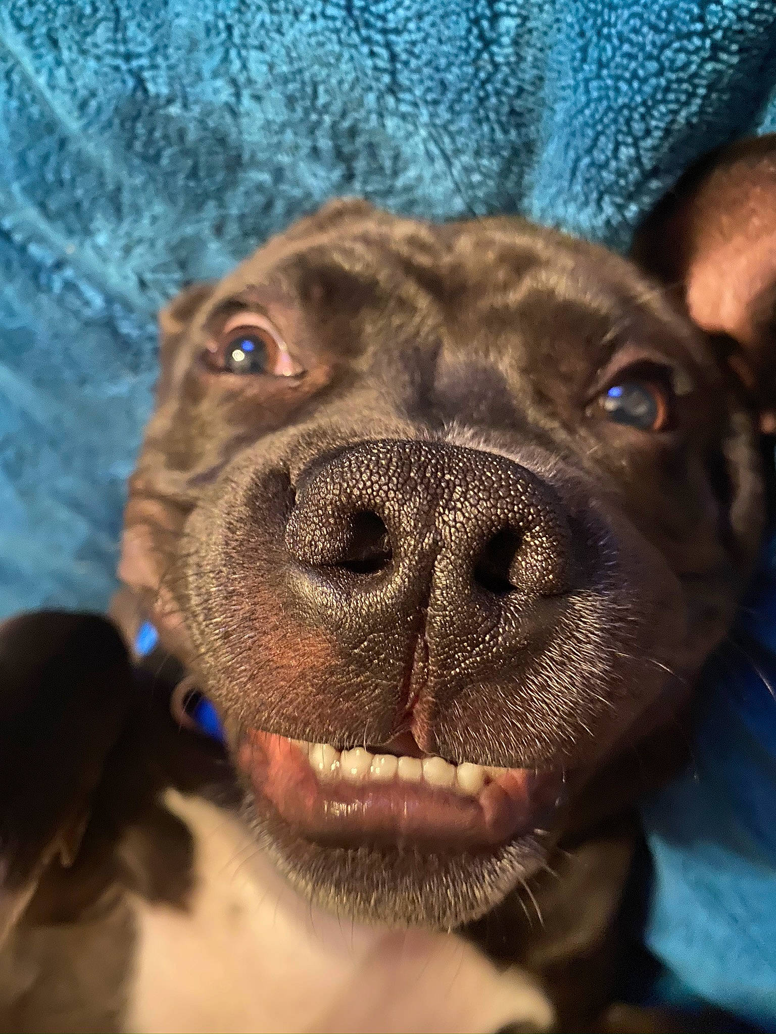 Duke joined the competition — help win amazing prizes! american_pit_bull_terrier, canidae, carnivore, close_up, dog, dog_breed, ear, eye, head, mammal, mouth, nose, puppy, skin, snout, sporting_group, staffordshire_bull_terrier, vertebrate, whiskers, wrinkle