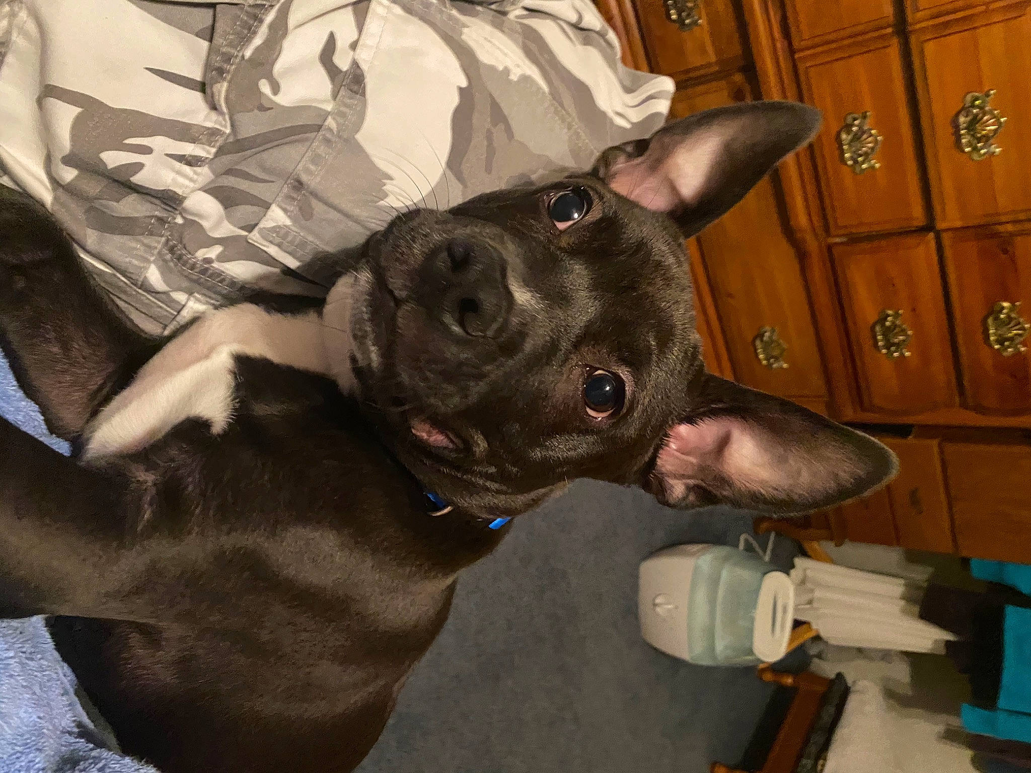 Duke joined the competition — help win amazing prizes! canidae, carnivore, companion_dog, dog, dog_breed, ear, fawn, french_bulldog, mammal, non_sporting_group, snout