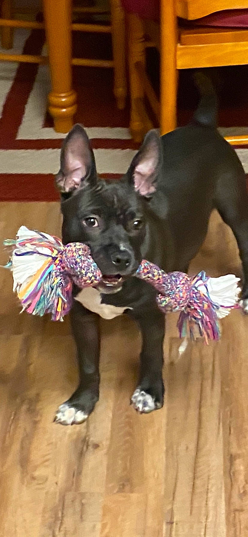 Duke is registered to the contest to win money with this photo: american_hairless_terrier, australian_kelpie, canidae, carnivore, dog, dog_breed, fawn, mammal, mexican_hairless_dog, non_sporting_group, peruvian_hairless_dog, snout, sporting_group, tail, thai_ridgeback, toy_dog, vertebrate