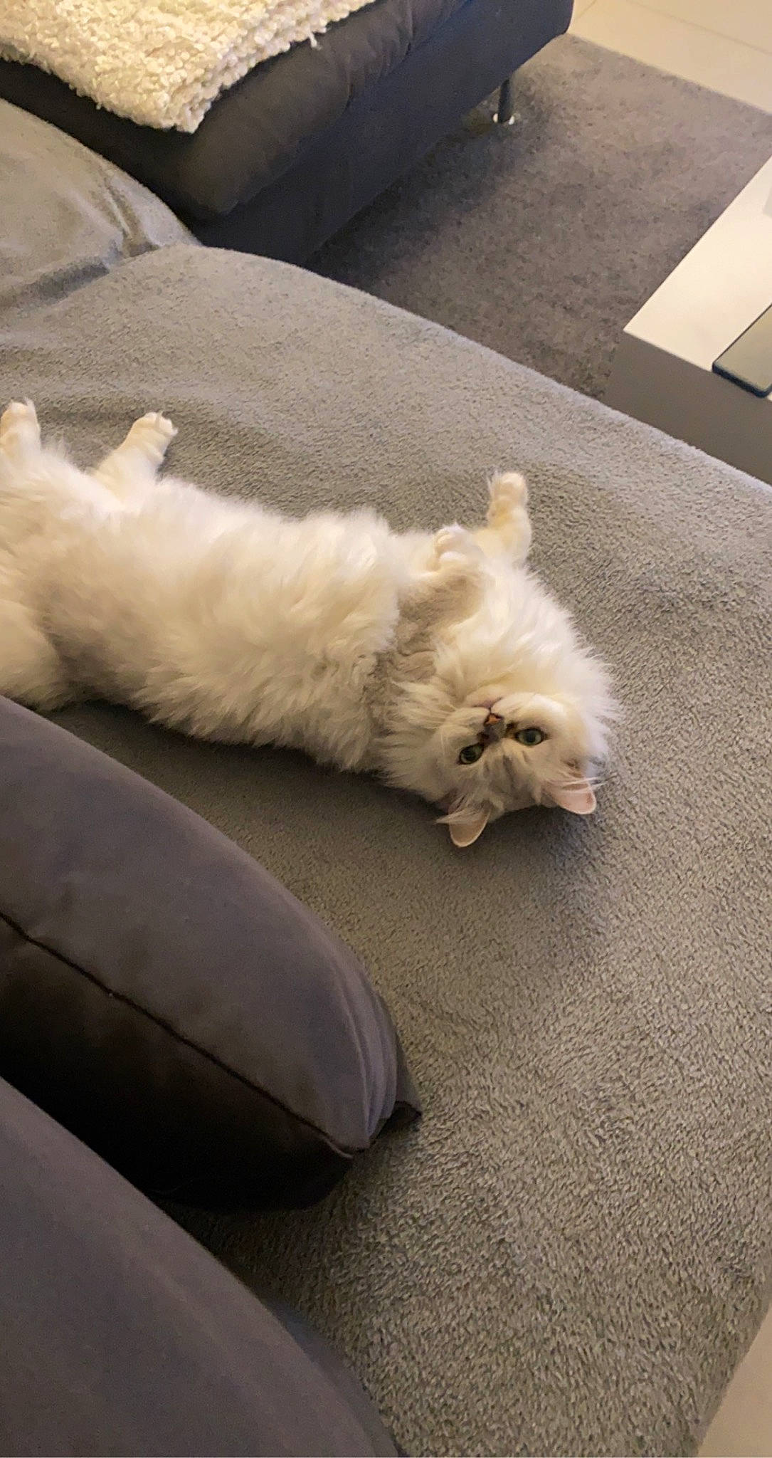 Onna participe au concours pour gagner de l'argent avec cette photo : canidae, carnivore, cat, claw, comfort, companion_dog, dog_breed, felidae, flooring, fur, hardwood, nap, paw, small_to_medium_sized_cats, sporting_group, sports_equipment, tail, toy_dog, whiskers, wood